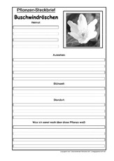 Pflanzensteckbrief-Buschwindröschen-SW.pdf